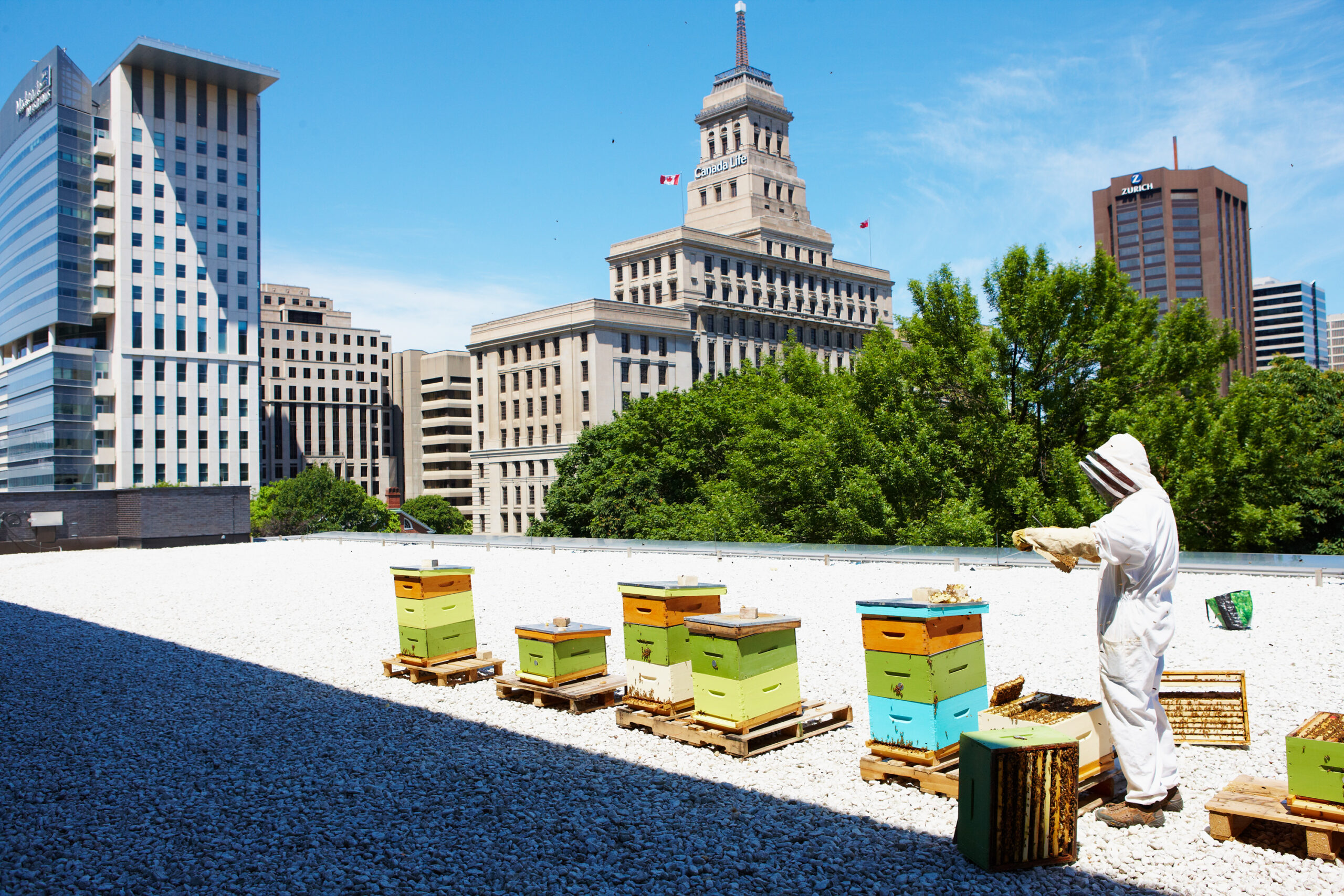 Urban Bees